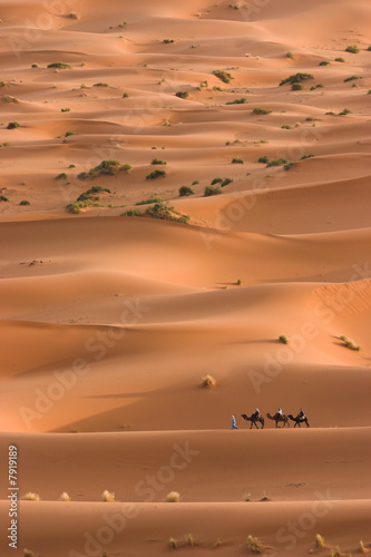 Camels caravan heading across the sahara