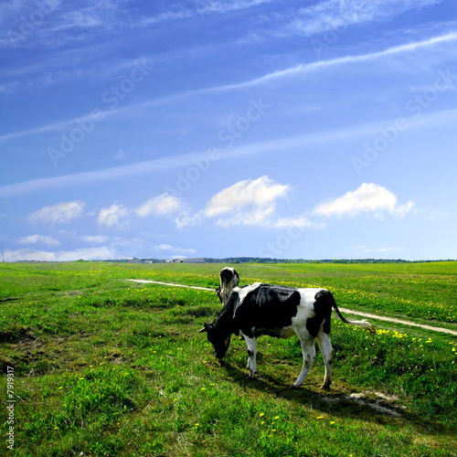 cow landscape © yellowj