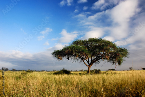 Single acacia tree in savannah photo