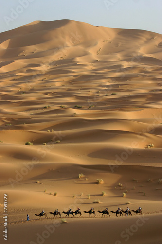 Camel trek across the Sahara