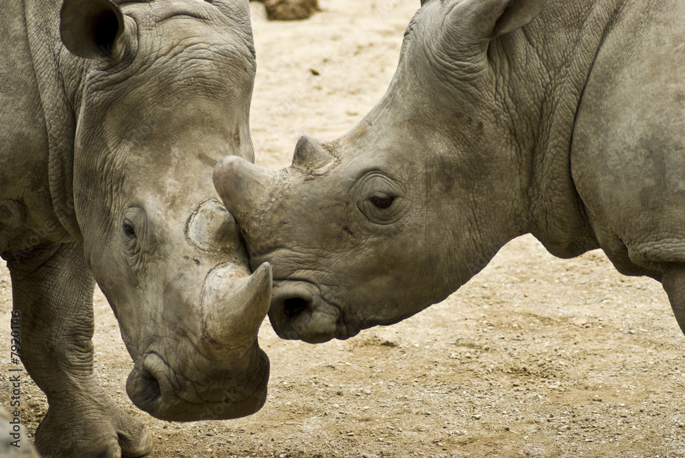 Naklejka premium sfida 2