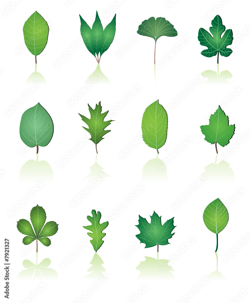 tree leaf icon