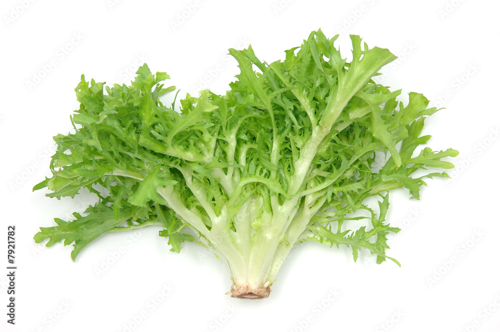 Endive leaves Endive leaves