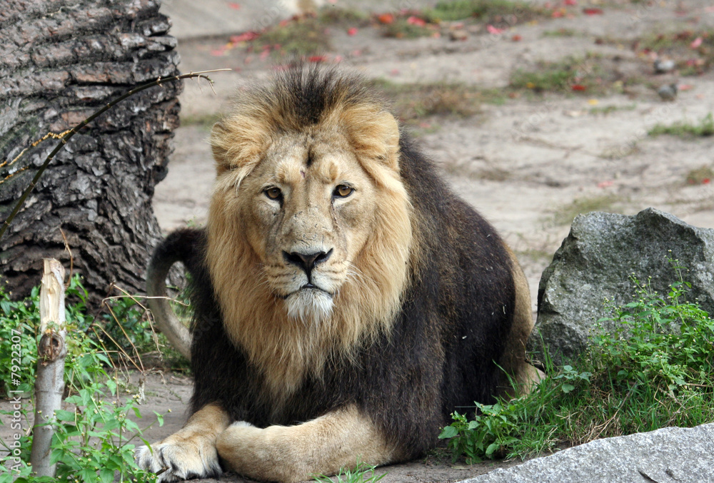 Obraz premium Portrait of sad looking male lion