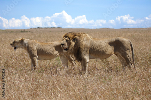 lions 2