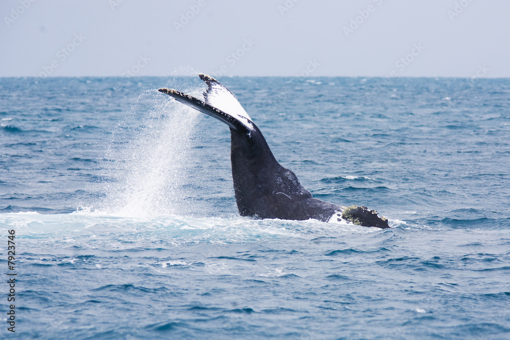 Obraz premium Humpback Whale