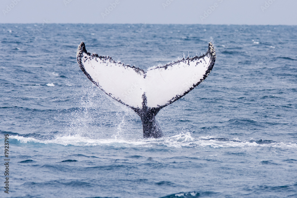 Obraz premium Humpback Whale