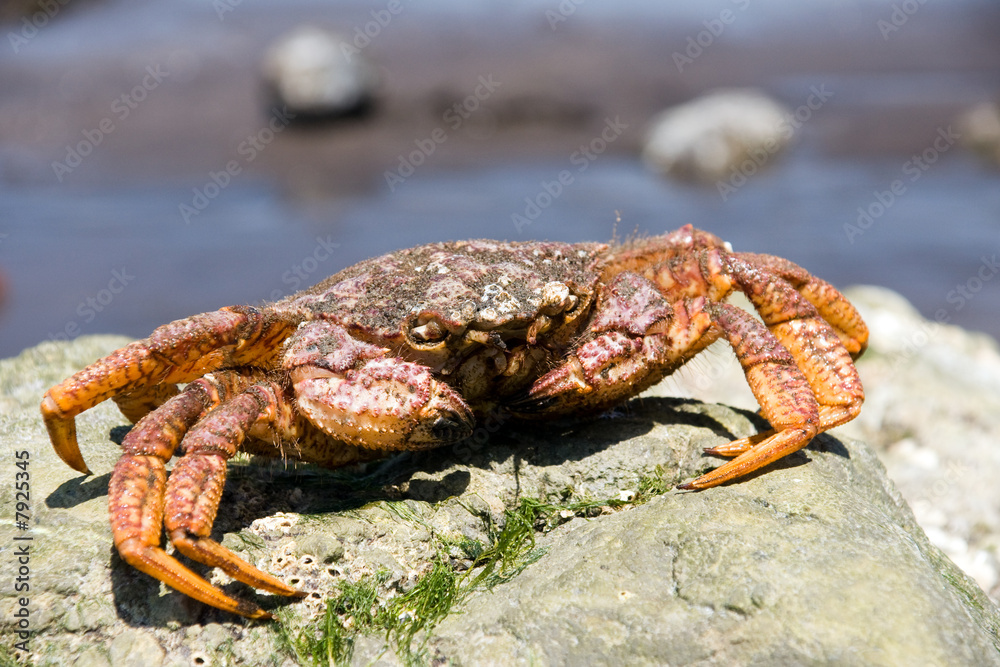 crab (Erimacrus isenbeckii )