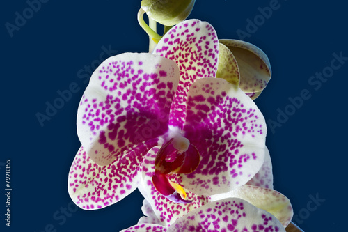 fleur : orchidée , phalaenopsis
