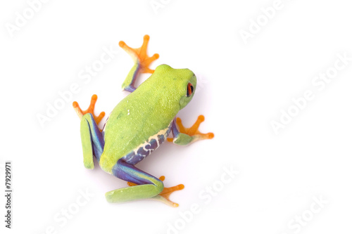 frog closeup on white