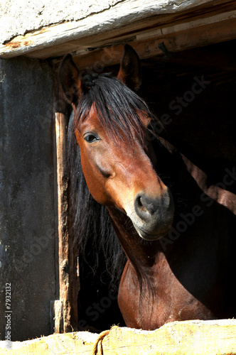 Horse
