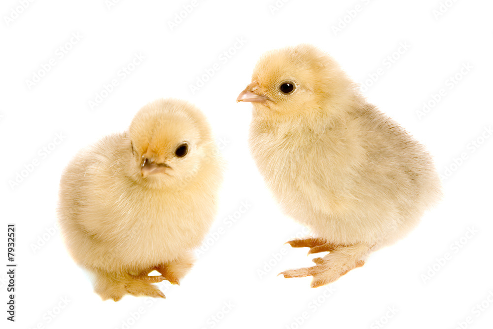 Baby Pekin Bantam Chicks