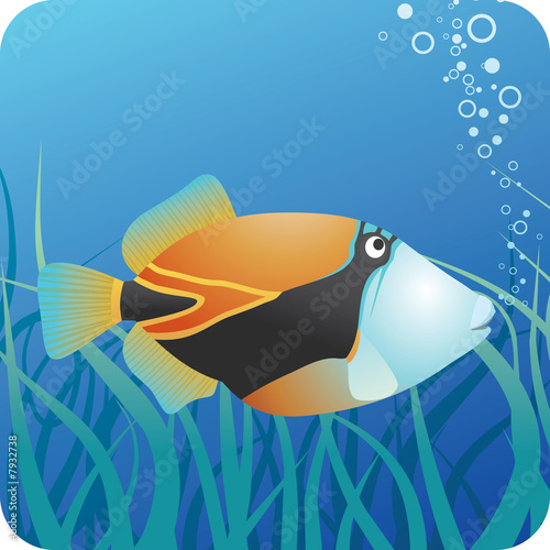 Tropical reef triggerfish under water photo