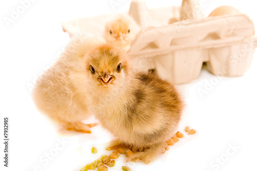 Pekin Bantam Chicks and Egg Box