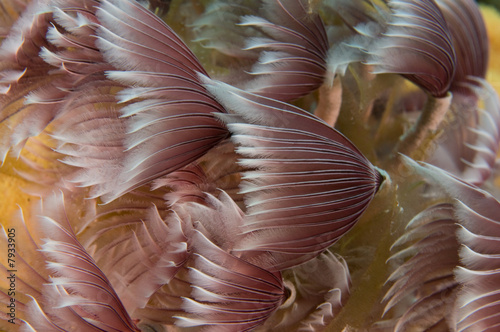 Social Feather Dusters on Reef photo