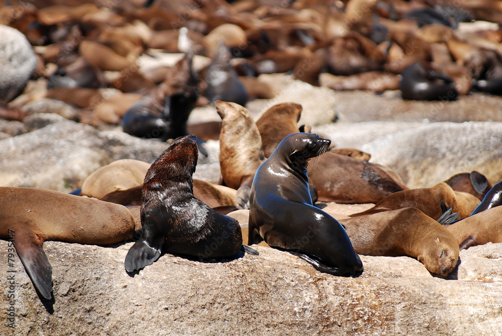 Fototapeta premium seals on Duiker island