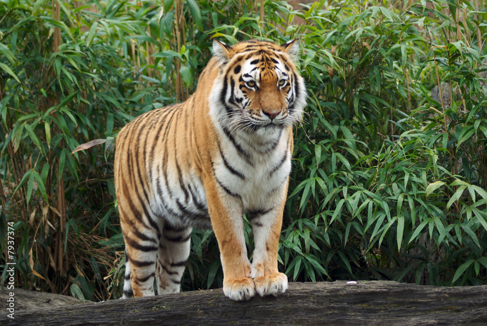 Naklejka premium Amur Tiger