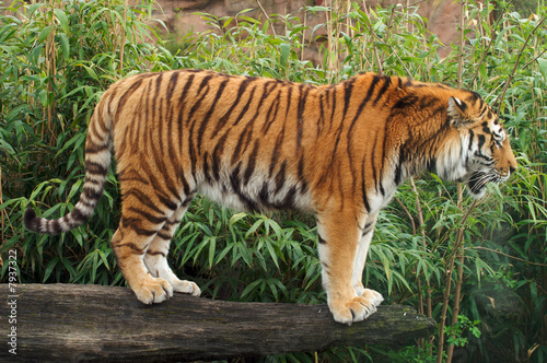 Fototapeta Naklejka Na Ścianę i Meble -  Amur Tiger