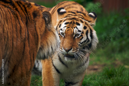 Amur Tiger