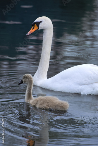Swan and signet