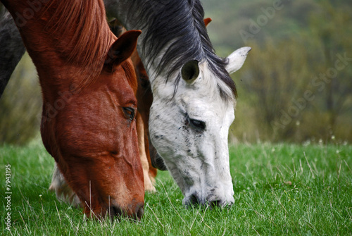 Φωτογραφία graze horses
