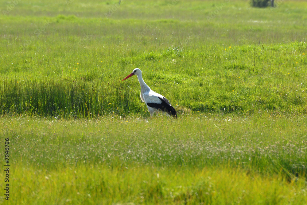 Fototapeta premium cigogne dans les marais