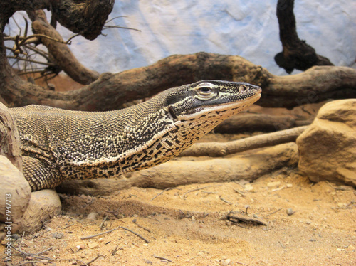 arguswaran - neuguinea