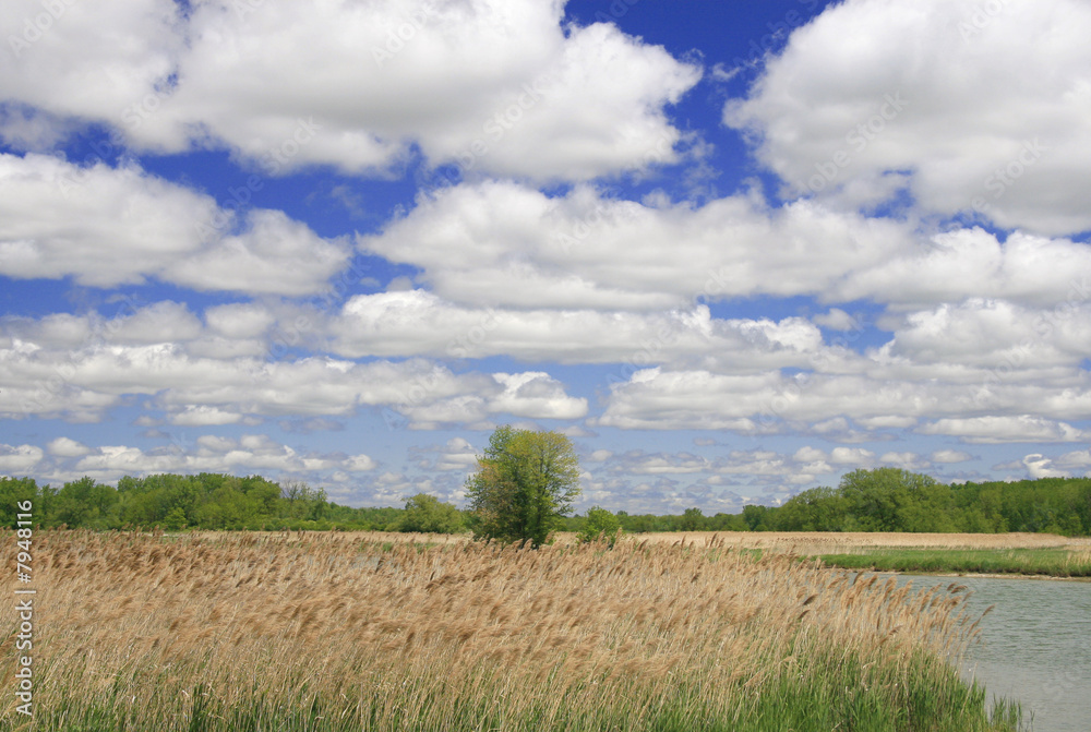 River and Field Landscape