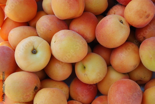 appricot photo