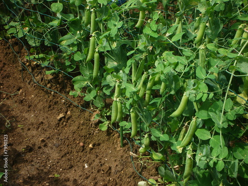 Petits pois dans un jardin 2