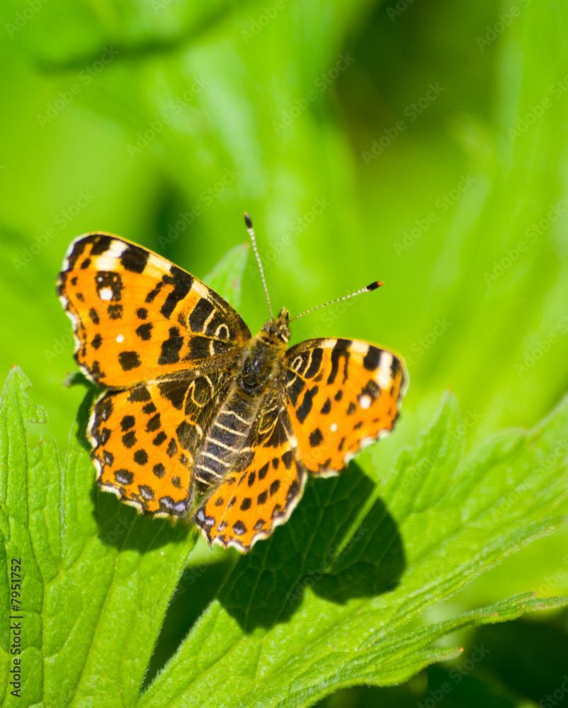 Fototapeta premium Small-tortoiseshell