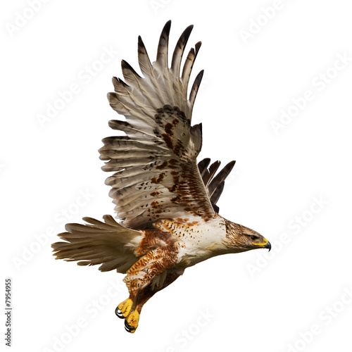 Isolated hawk in flight