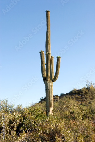 Saguaro cactus in Sonoma Desert © MaxFX