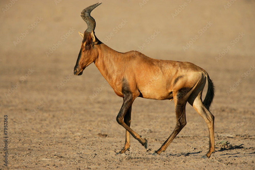 Red hartebeest, Kalahari desert, South Africa Red hartebeest, Kalahari desert, South Africa