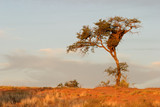 African Acacia tree, Kalahari desert, South Africa