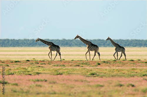 Giraffe landscape, Etosha National Park, Namibia