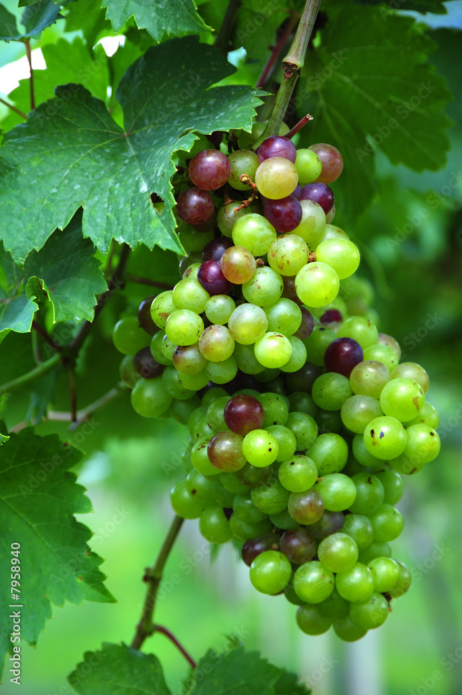 Obraz premium Thailand Pattaya; white raisin