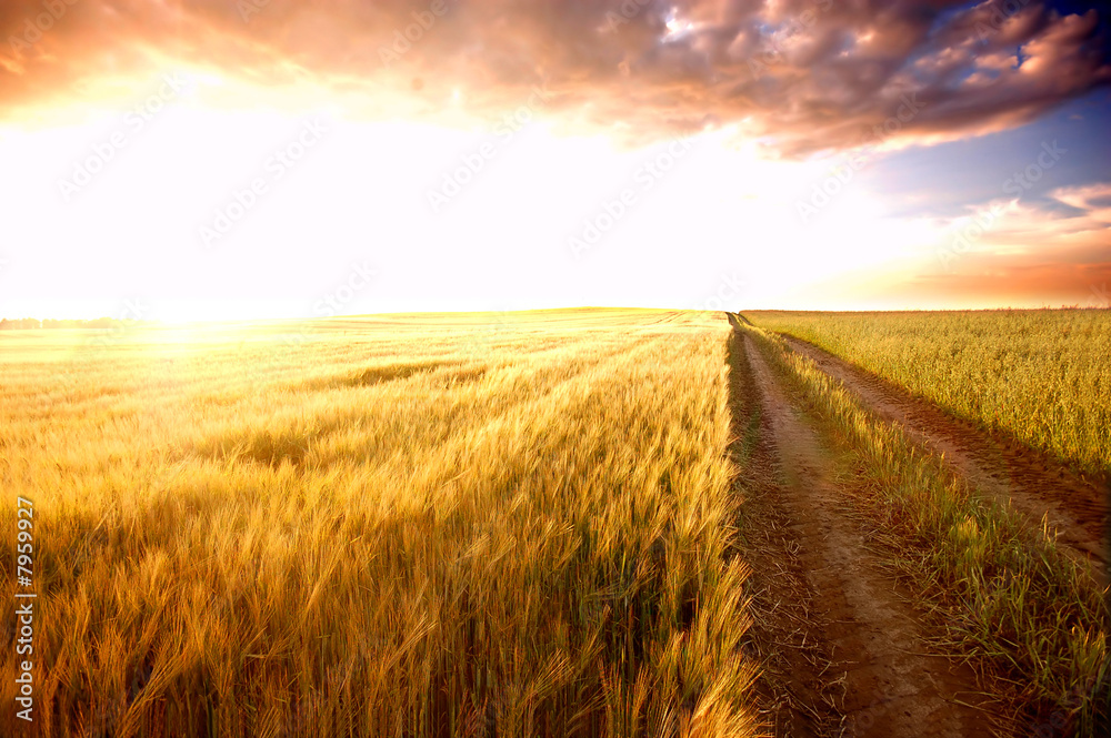 Obraz premium Sunset field