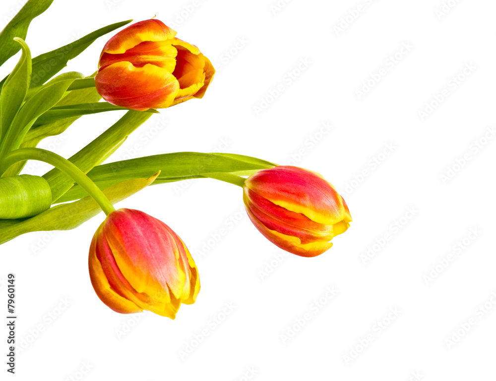 Beautiful bouquet of tulips in glass vase Beautiful bouquet of tulips in glass vase