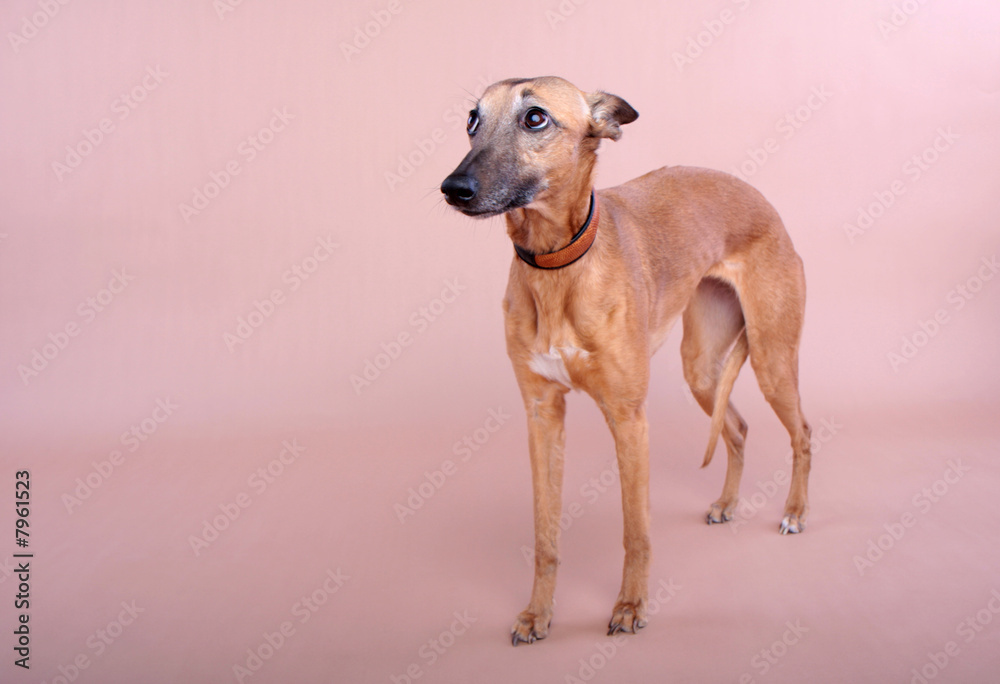 tier hund windhund rassehund zucht