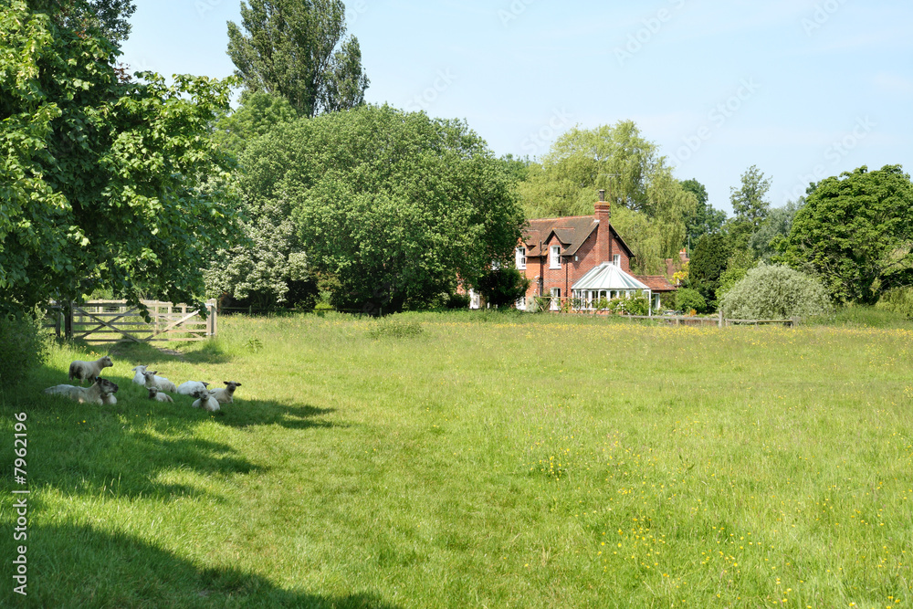 Sheep Grazing in an English Meadow