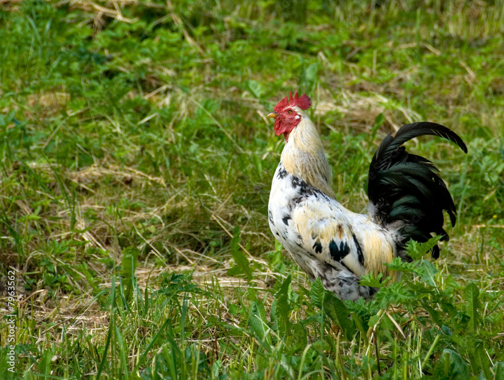 Fototapeta premium rooster