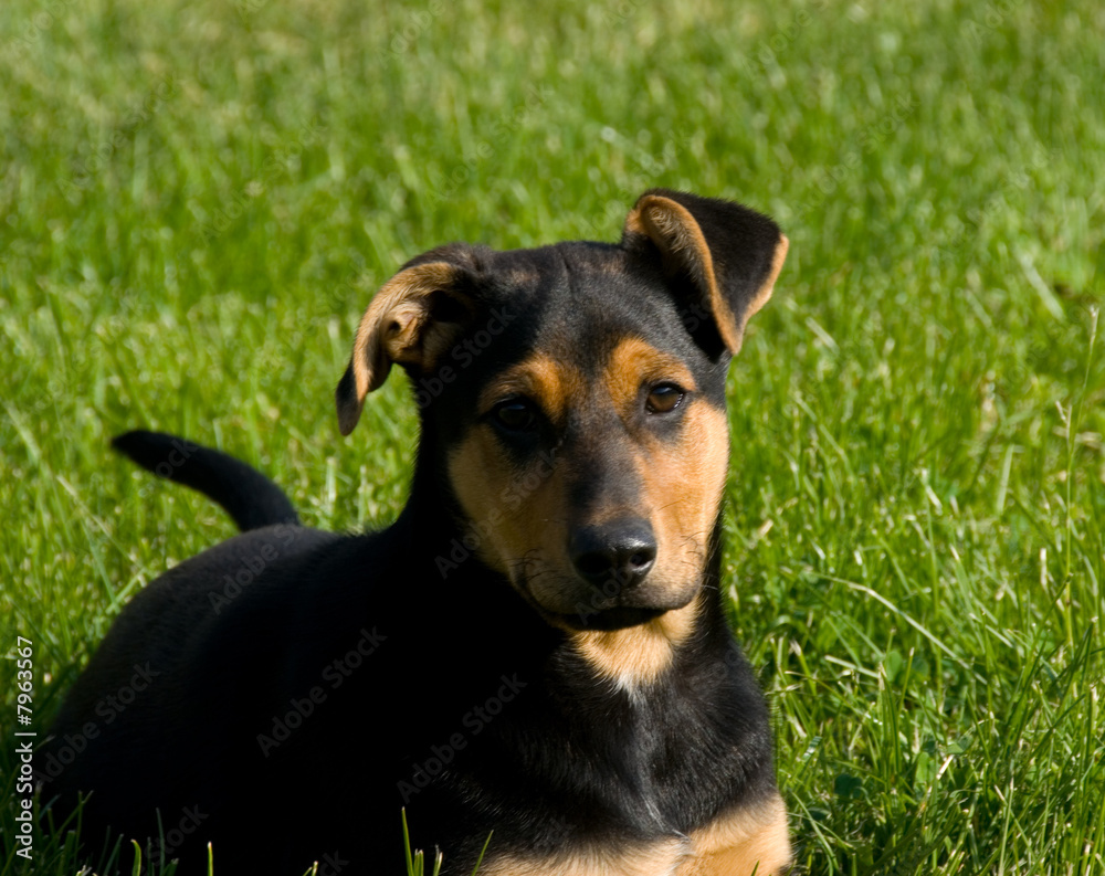dog dog