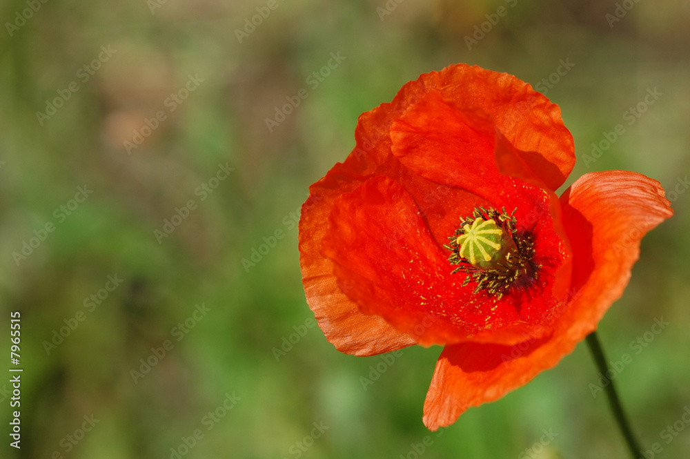 macro of a single red poppy