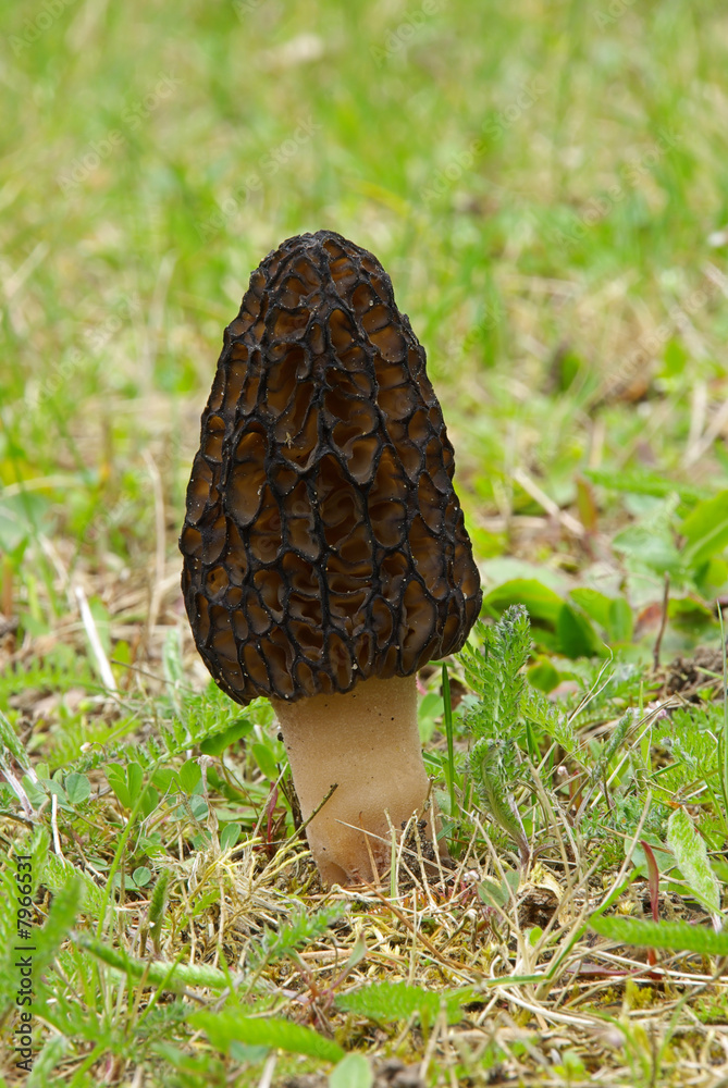 Morchel - morel 01 Morchel - morel 01