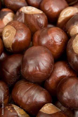 Conkers