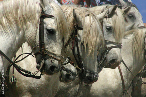Фотография Gros plan dur une horde de chevaux en Camargue