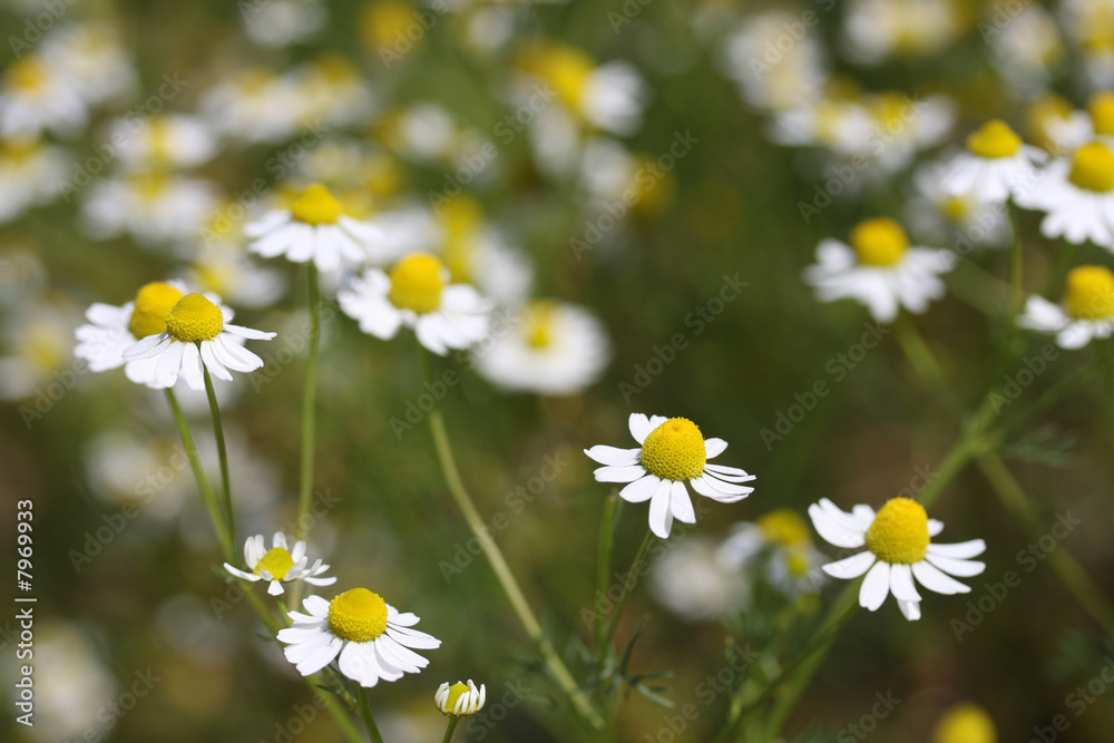 flowers flowers