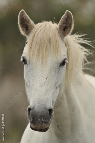cheval camarguais © razorconcept