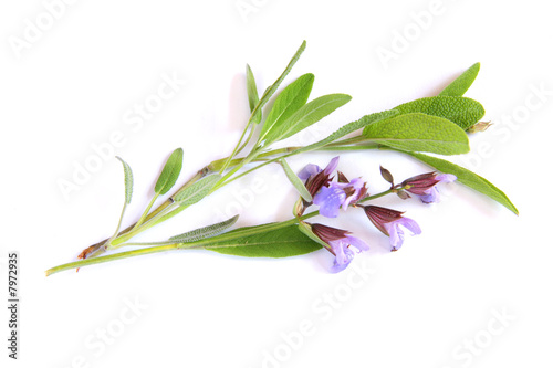 Salvia twigs with flowers isolated on white